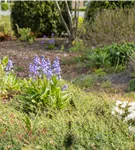 Garten-Hasenglöckchen 'Excelsior' - Hyacinthoides hispanica 'Excelsior'