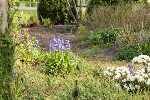 Garten-Hasenglöckchen 'Excelsior' - Hyacinthoides hispanica 'Excelsior'