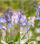 Garten-Hasenglöckchen 'Excelsior' - Hyacinthoides hispanica 'Excelsior'