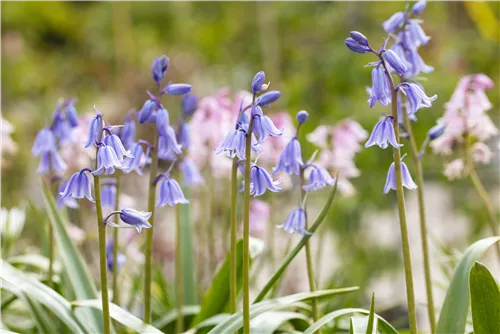 Garten-Hasenglöckchen 'Excelsior' - Hyacinthoides hispanica 'Excelsior'