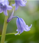 Garten-Hasenglöckchen 'Excelsior' - Hyacinthoides hispanica 'Excelsior'
