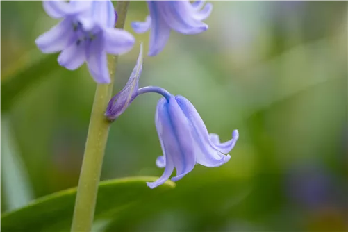 Garten-Hasenglöckchen 'Excelsior' - Hyacinthoides hispanica 'Excelsior'