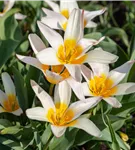 Späte Tulpe - Tulipa tarda