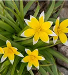 Späte Tulpe - Tulipa tarda