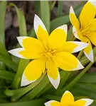 Späte Tulpe - Tulipa tarda