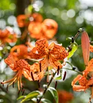 Riesen-Türkenbund-Lilie - Lilium henryi