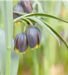 Türkische Schachbrettblume - Fritillaria michailowskyi