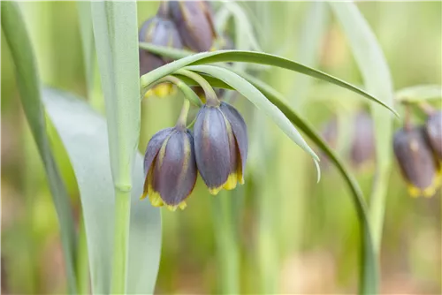 Türkische Schachbrettblume - Fritillaria michailowskyi