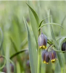 Türkische Schachbrettblume - Fritillaria michailowskyi