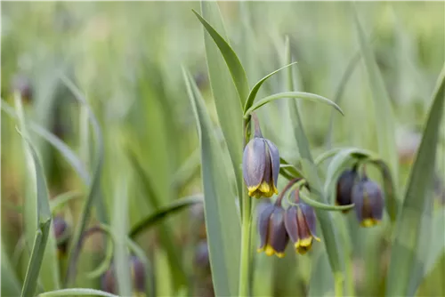 Türkische Schachbrettblume - Fritillaria michailowskyi