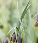 Türkische Schachbrettblume - Fritillaria michailowskyi