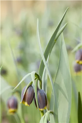 Türkische Schachbrettblume - Fritillaria michailowskyi