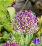 Sternkugel-Lauch - Allium christophii
