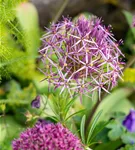 Sternkugel-Lauch - Allium christophii