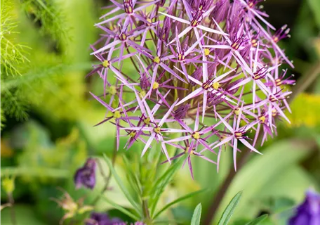 Allium christophii - Sternkugel-Lauch