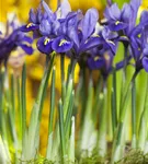 Zwiebel-Schwertlilie - Iris reticulata
