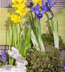 Zwiebel-Schwertlilie - Iris reticulata
