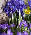 Zwiebel-Schwertlilie - Iris reticulata