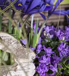 Zwiebel-Schwertlilie - Iris reticulata