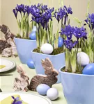 Zwiebel-Schwertlilie - Iris reticulata