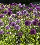 Riesenlauch - Allium giganteum