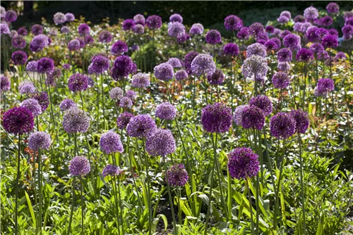 Riesenlauch - Allium giganteum