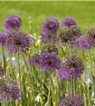 Riesenlauch - Allium giganteum