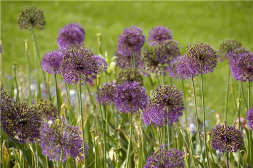 Riesenlauch - Allium giganteum