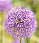 Riesenlauch - Allium giganteum
