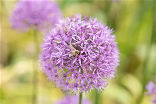 Riesenlauch - Allium giganteum