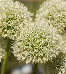 Riesenlauch - Allium giganteum