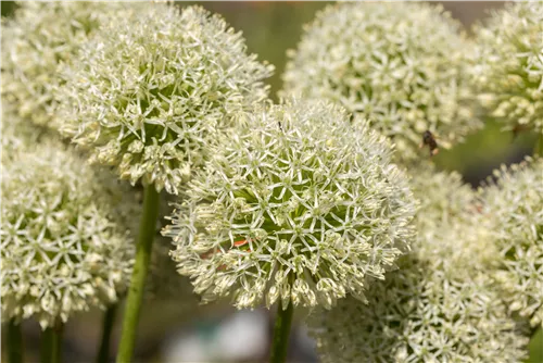 Riesenlauch - Allium giganteum