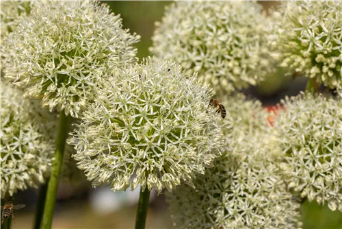 Riesenlauch - Allium giganteum