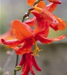 Garten-Montbretie 'Babylon' - Crocosmia x crocosmiiflora 'Babylon'