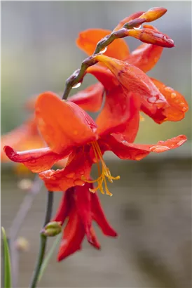 Garten-Montbretie 'Babylon' - Crocosmia x crocosmiiflora 'Babylon'