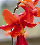 Garten-Montbretie 'Babylon' - Crocosmia x crocosmiiflora 'Babylon'