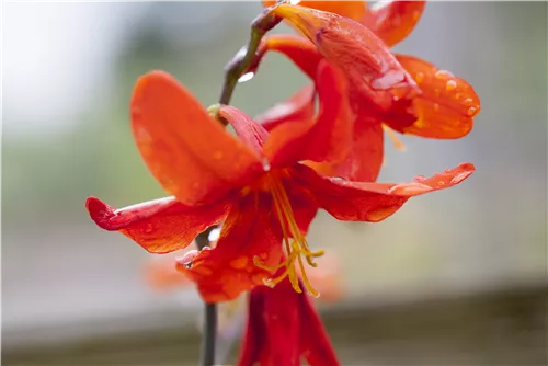 Garten-Montbretie 'Babylon' - Crocosmia x crocosmiiflora 'Babylon'