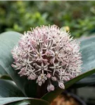 Blauzungen-Lauch - Allium karataviense