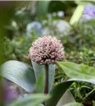 Blauzungen-Lauch - Allium karataviense