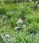 Blauzungen-Lauch - Allium karataviense