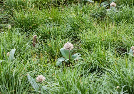 Allium karataviense - Blauzungen-Lauch