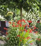 Garten-Montbretie 'Lucifer' - Crocosmia x crocosmiiflora 'Lucifer'