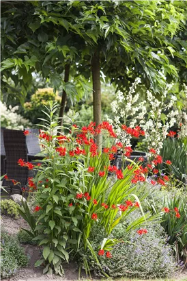 Garten-Montbretie 'Lucifer' - Crocosmia x crocosmiiflora 'Lucifer'
