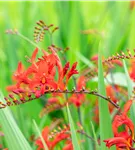 Garten-Montbretie 'Lucifer' - Crocosmia x crocosmiiflora 'Lucifer'
