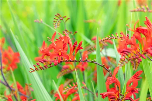 Garten-Montbretie 'Lucifer' - Crocosmia x crocosmiiflora 'Lucifer'