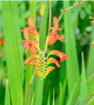 Garten-Montbretie 'Lucifer' - Crocosmia x crocosmiiflora 'Lucifer'