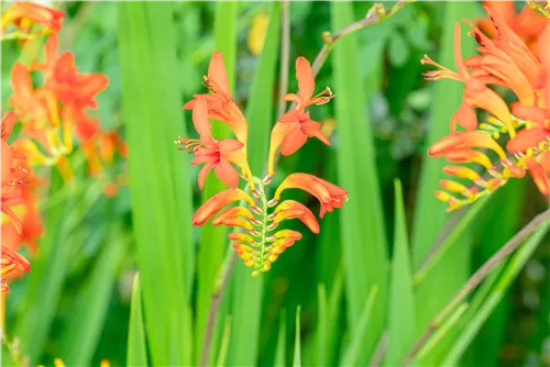 Garten-Montbretie 'Lucifer' - Crocosmia x crocosmiiflora 'Lucifer'