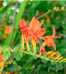Garten-Montbretie 'Lucifer' - Crocosmia x crocosmiiflora 'Lucifer'