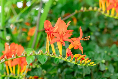 Garten-Montbretie 'Lucifer' - Crocosmia x crocosmiiflora 'Lucifer'