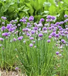 Schnittlauch - Allium schoenoprasum